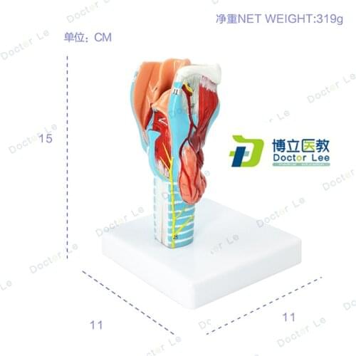 Life size magnification throat model laryngeal anatomical specimen laryngeal blood vessel thyroid larynx throat teaching tool