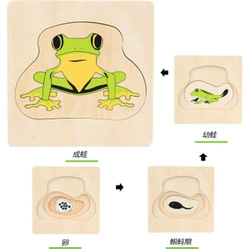 Montessori Life Cycle of Woman Man Frog Butterfly Sunflower Chock toys