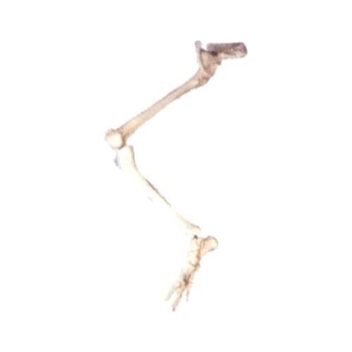 Lower extremity bone hip model Human foot joint skeletal movement system natural size free shipping