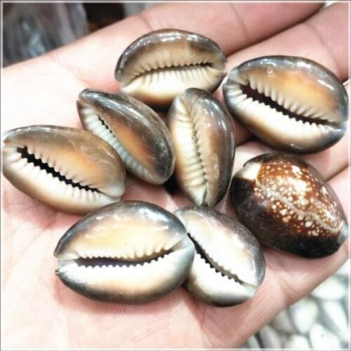 20pcs nature saltwater shell beads original raw material of shell 15-20mm length mother of pearl nice beads for your collections