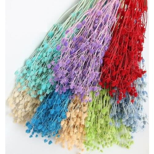 5 Bundles Preserved Flower Eryngium foetidum L Branch For Flower Arrangement Wedding Christmas Party Home Garden Decoration