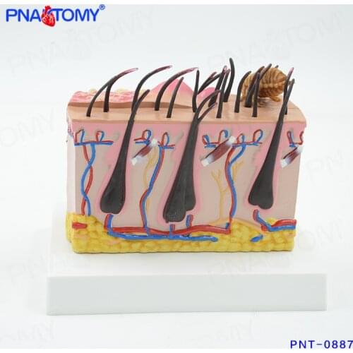 Canine Skin Medical Dog Skin Diseased Model for Veterinary Medical Science Anatomical Model Medical Supplies and Equipment