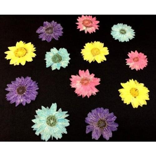 Pressed Dried Chrysanthemum Flowers Plant Herbarium For Jewelry Postcard Invitation Card candle making