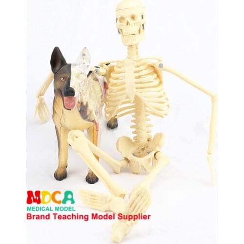 45CM Medical Standard Art Skeleton Model Human Skeleton Skeleton Teaching Model MGG101