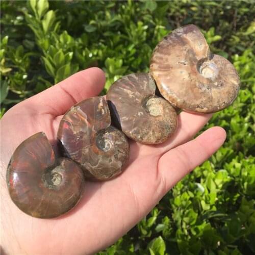 1pcs Natural Rainbow Ammonite Fossil Specimen Ammolite Ocean Animal Snail Conch Madagascar Original Specimen Mineral