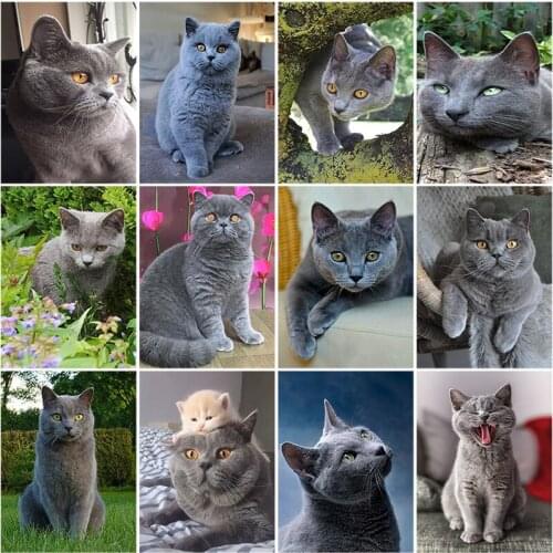 5d Diy Diamond Painting Black Cat Painting Cross Stitch Needle And Thread Embroidery Set Animal Cat Round Diamond Inlaid