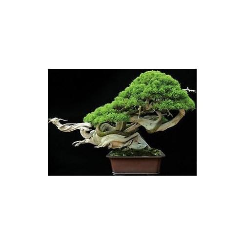 Japanese Bonsai Tree Art Film Print Silk Poster Home Wall Decor 24x36inch