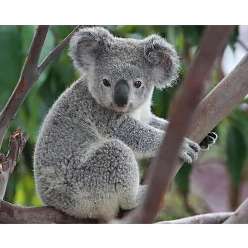 5D DIY Full Square Round Resin Diamond Painting KOALA Cross Stitch Embroidery Mosaic New Arrival Fall Home Wall Decor