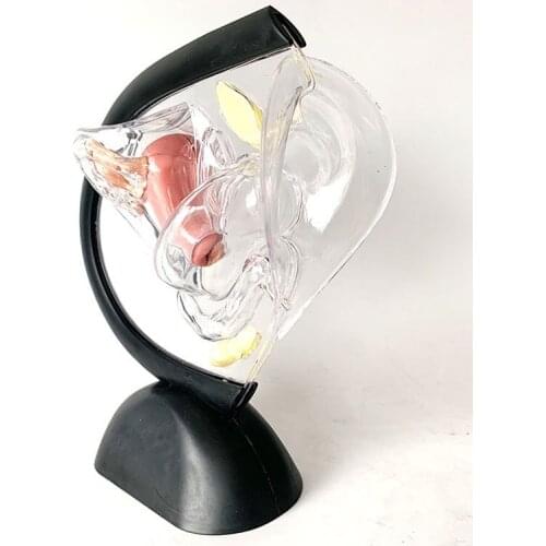 Анатомические модели TECHTONGTUO China At AliExpress