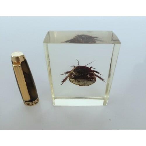 Ground Beetle Embedded Specimen Arthropod Specimen Model Real Insect Specimen Transparent Resin Entomology Teaching Aids