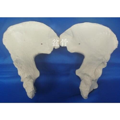 Human 1:1 Medical Pelvis model Medical teaching model free shipping