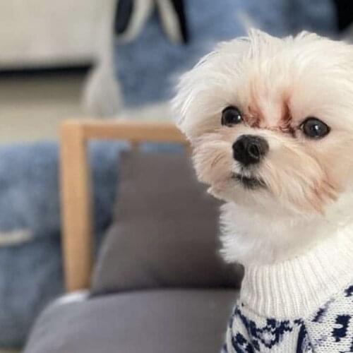 French fashion brand Pet Dog Dog Clothes Dog Sweater Knitwear Pet Knitting Shirt Classic Fashio Pet Dog Clothes Plaid clothes