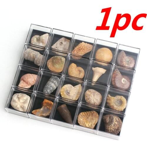 1Pc Natural Fossil Minerals Specimen Collection Stone Rock Mini Stone Cute Pendant Decor