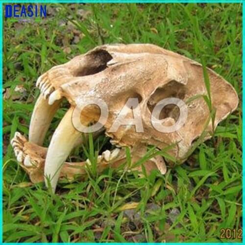 LAB American Ancient Animals 1:1 High Quality Saber Tooth Tiger Skull Sabertooth Smilodon Fatalis Model Human Anatomy