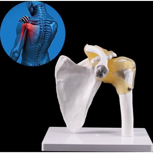 Functional Anatomical Life Size Human Anatomy Skeleton Shoulder Joint Bone Muscle Model For Teaching Study Tool