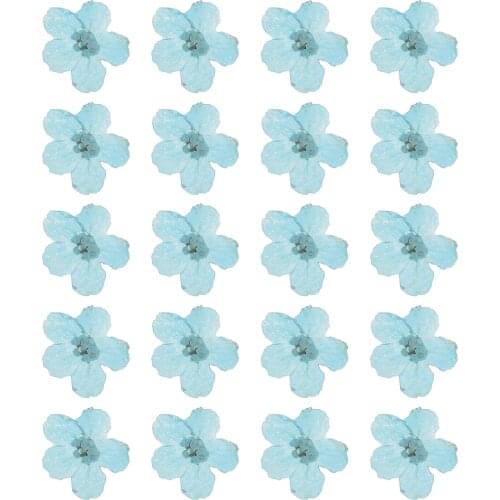 20Pcs Dried Forget-Me-Not Pressed Flower Handmade DIY Makeup Nail Art Head Pressed Flower Epoxy Jewelry Photo Frame Flower