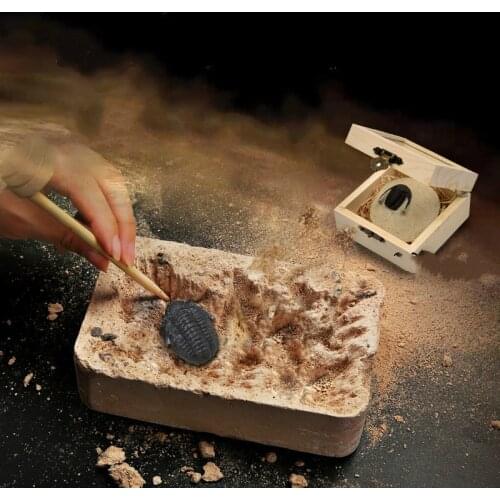 Child archaeological excavation of natural trilobite fossilized stone teaching specimens childrens archaeological excavation