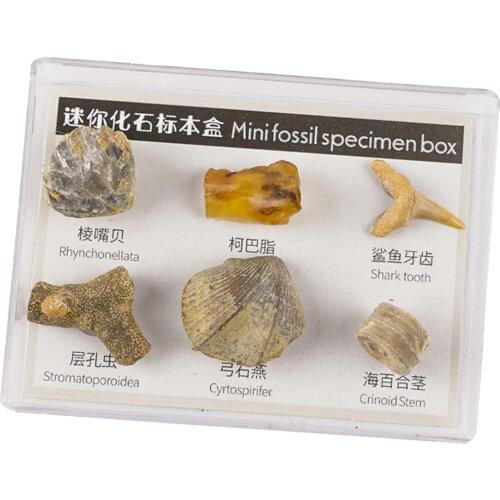 6 Pieces Fossil Rock Stone Specimens Home Decor Teaching Tools