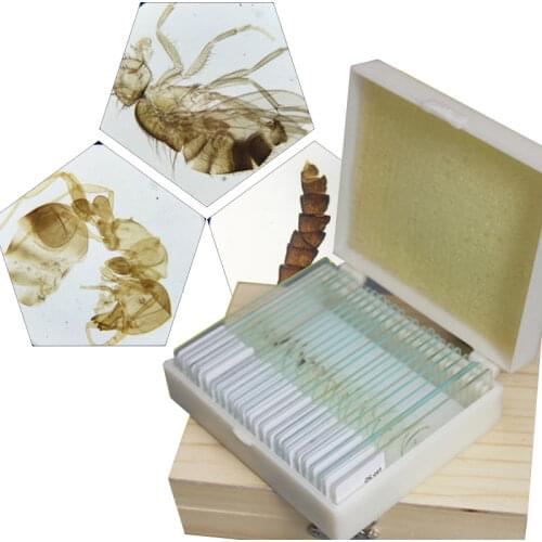 25PCS Prepared Insects Mosquito Housefly Honeybee Butterfly Chafer Specimen Scetion Microscope Slides for Biology Study