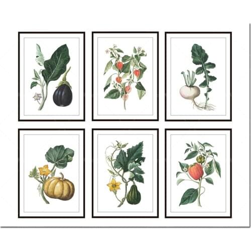 Jardin botanique, estampes, 6 séries d'illustrations rétro