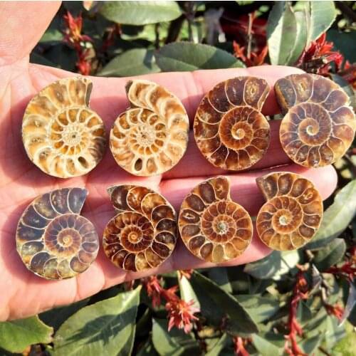 71g 4pair of Split Ammonite Fossil Specimen Shell Healing Madagascar