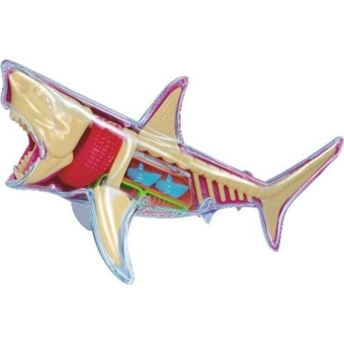 4D Master Anatomy Assembly Model Q Version Great White Shark Anatomy Simulation Animal Educational Toy