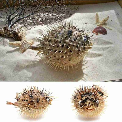 Puffer Fish Air Drum Fish Bone Porpoise Specimen with Bamboo Woven Hat Marine Biology Fish Skin Car Pendant