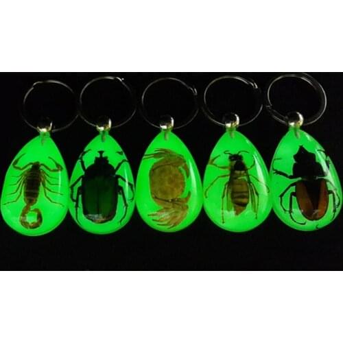 2021 New Natural Glow-in-the-Dark Real Insect Keychain Beetle Animal Specimens Collecting