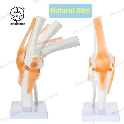 Human knee joint with ligament model, knee joint anatomical model, movable, joint model