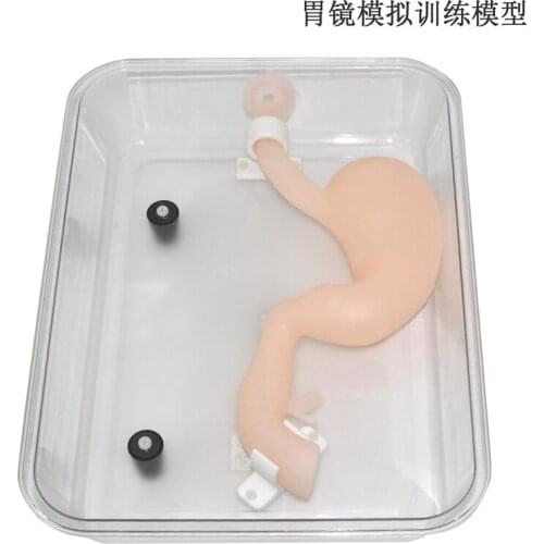 Gastroscopic surgery training model High simulation simulated stomach model ercp Gastroscope training
