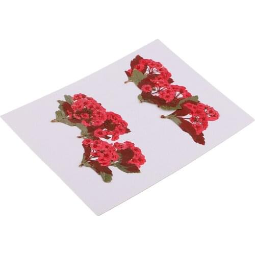 10 Pieces Natural Real Red Flower Pressed Dried Flowers for DIY Ornament Craft