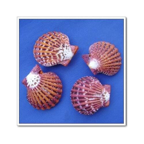 Oil Painting Scallops Seashells Conchs scallops home Decoration Photography Props Fish Tank Landscaping