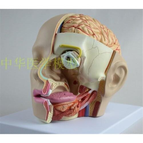 Head anatomical model with cerebral artery brain model 4 parts head attached with cerebral artery