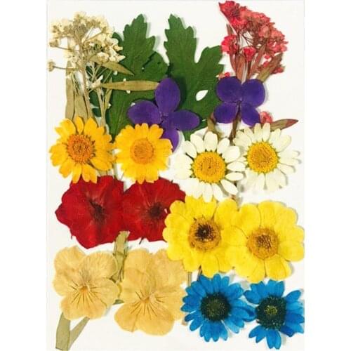 Natrual Pressed Dried Flowers Leaves for DIY Scrapbooking Embellishment Bookmark