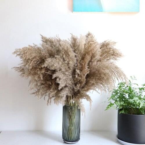 5PCS 80CM Natural Reed Dried Flower Big Pampas Grass Wedding Flower Home Decoration New Suitable for bars or home decoration