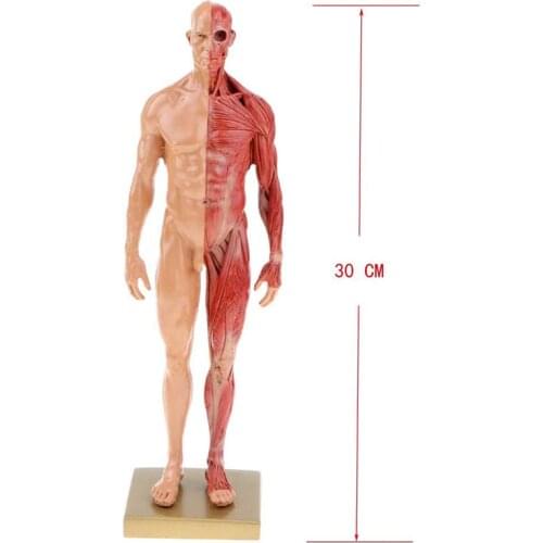 30cm Resin Human Body Muscle Statue Sculpture Human Anatomical Anatomy skeleton Medical Artist Drawing tools Supplies