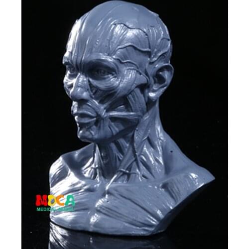 Drawing of life in art studio simulation of male skeleton Head muscle structure still life sketch teaching model RTSM201