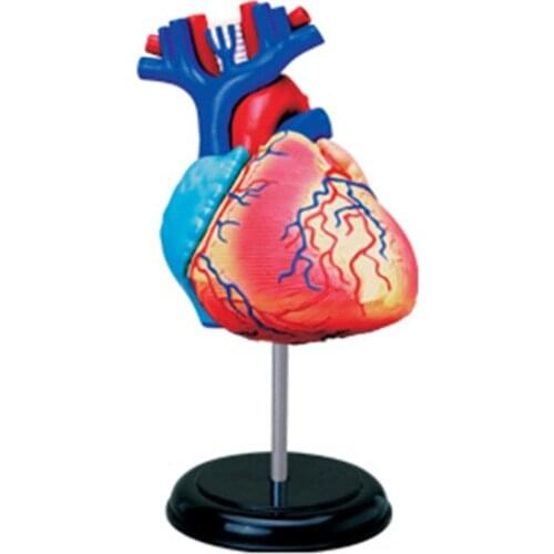 4d Heart Human Anatomy Model Skelekon Medical Teaching Aidpuzzle Assembling Toy Laboratory Education classroom Equipment
