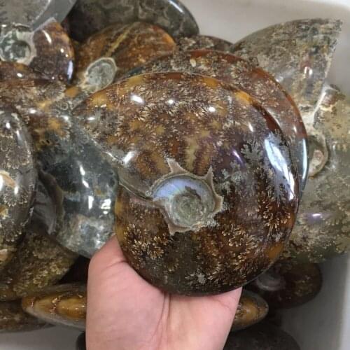 About 500g natural mineral Crystal gemstone fossil meditation reiki healing crystal conch specimen Madagascar home decoration