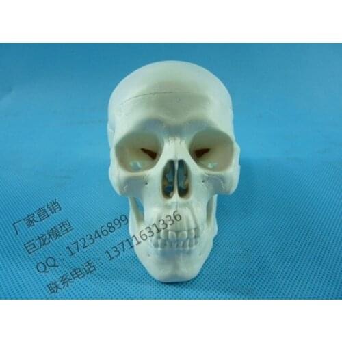 Human skull model Skeleton model human body decoration hand-done toy the human body