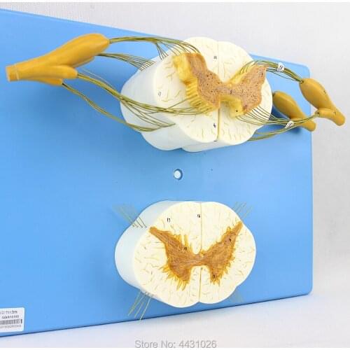 ENOVO The anatomy of spinal anesthesia in the peripheral nervous system of the spinal nerve branch of the human spinal cord