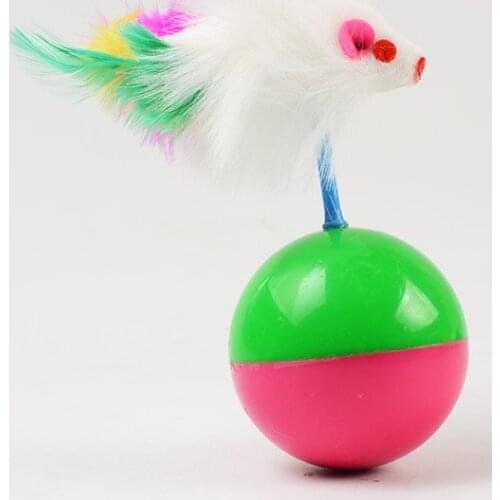 Cat Pilgrims who Around The Game Ball Won't Sleep