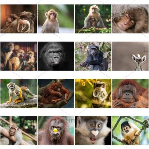 Capuchin Monkey 5D Diy Square Round Diamond Painting Wild Lemur Animal Mosaic Sticker Diamond Embroidery Home Decoration Art