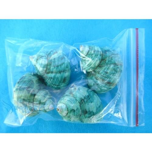 4pcs green screw set natural conch shell bundle hermit crab roll sallei fish replacement aquarium decoration