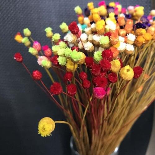 300PCS/~ 0.3CM Head,Real Dried Natural Mini Happy Flower Branch,Miniature Dry Flowers Bouquet for DIY Resin Jewellery,Home Decor