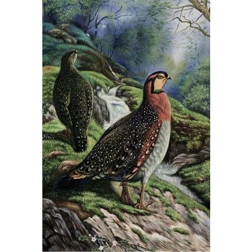 Handpainted Wall Decorative Art Animal Painting Canvas Blyths Tragopan (Tragopan Blythi Blythi) 1918-22 by Archibald Thorburn