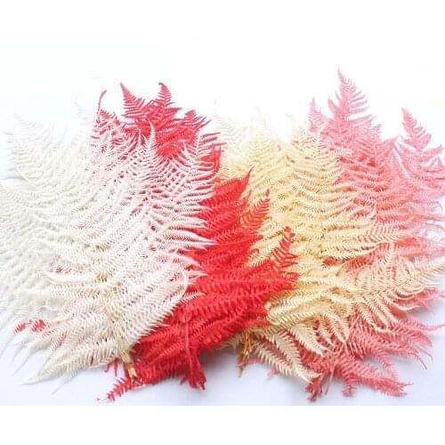 Natural Dried Flowers 10pcs Preserved Real Fern Leaf, DIY Wedding Marriage Home Gift Box Decoration ,Eternell Flower Plant