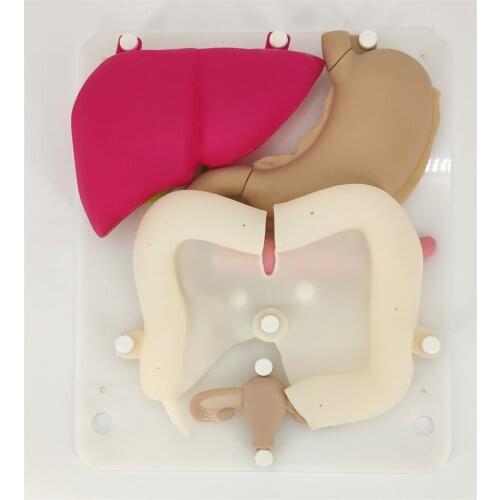 Laparoscopy training simulation silicone organ model soft hollow organ Stomach colon appendix liver and gallbladder