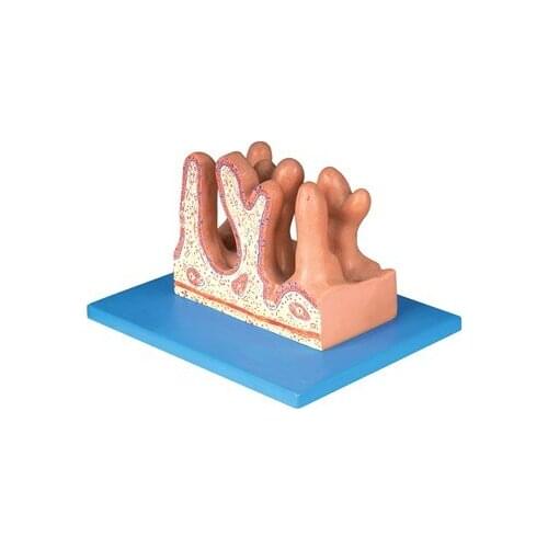 Jejunum inside Zoom model Digestive tract structure intestinal model 400X 13*16*8.5cm