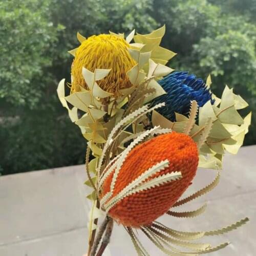 1pcs/30cm,Natural Dried Banksia,Eternelle Real Big Pagoda flower Display Arrange Flower Art Home Wedding Decoration Accessories
